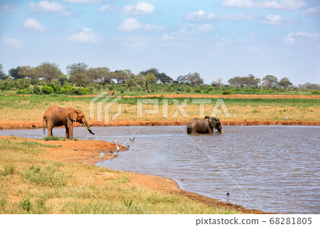 An elephant on the waterhole in the savannah of An elephant on the waterhole in the savannah of 68281805
