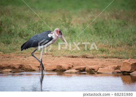 Marabu bird is standing in the near of waterhole Marabu bird is standing in the near of waterhole 68281980