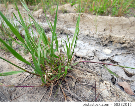 Mud and weeds Mud and weeds 68282015