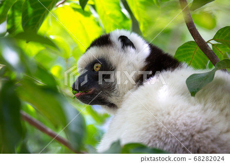 A black and white lemur sits in the crown of a A black and white lemur sits in the crown of a 68282024