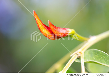 An exotic plant with a beautiful red bud 68282025