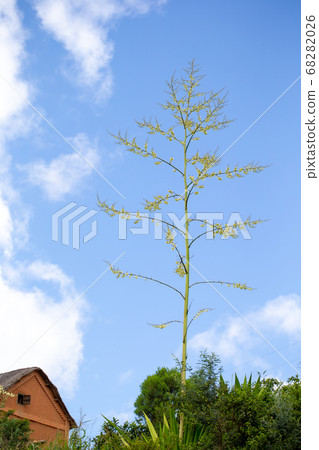 The branches of a very tall tree with a beautiful 68282026