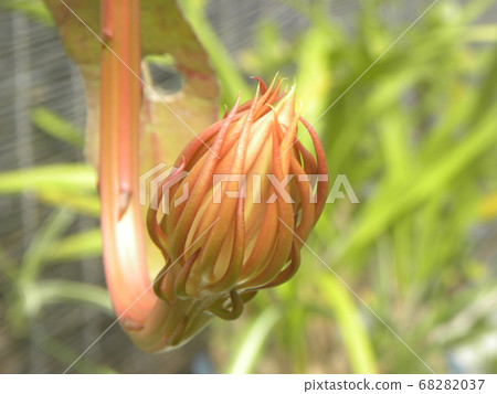 One night only large flowering geckavidin buds 68282037