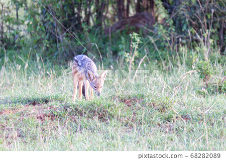 A little jackal stands between blades of grass 68282089