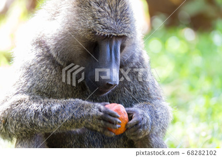 A big monkey plays with an apple 68282102