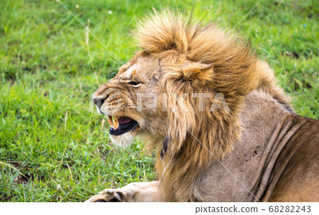 A lion lying in the grass and yawns 68282243