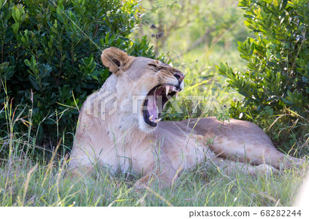 A lioness lying in the grass and yawns 68282244