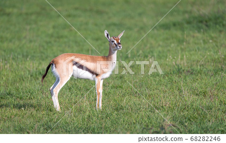 A Thomson's gazelle with her offspring in the A Thomson's gazelle with her offspring in the 68282246