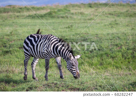 A zebra in the green landscape of a national park A zebra in the green landscape of a national park 68282247