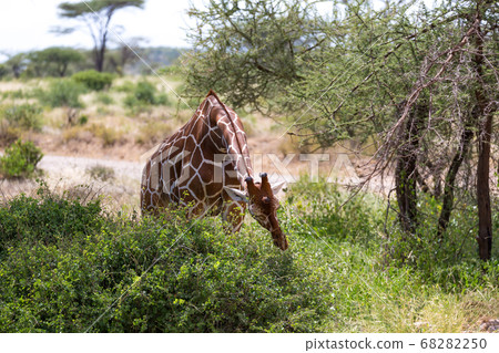 A giraffe eats the leaves of a bush A giraffe eats the leaves of a bush 68282250