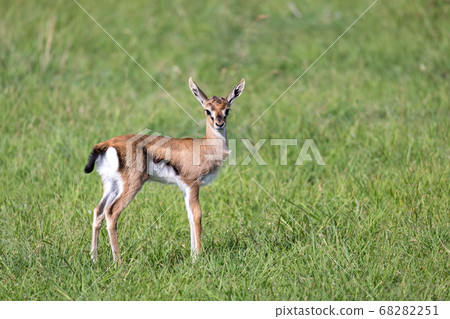 A very young Thomson Gazelle in the Kenyan grass 68282251