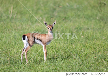 A very young Thomson Gazelle in the Kenyan grass 68282254