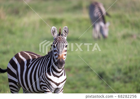 A closeup of a zebra in a national park A closeup of a zebra in a national park 68282256