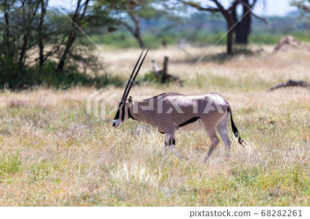 An Oryx family stands in the pasture surrounded by 68282261