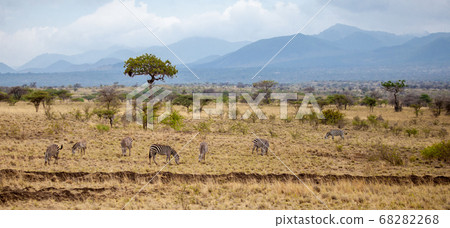 Landscape in Kenya, with animals, trees and hills Landscape in Kenya, with animals, trees and hills 68282268