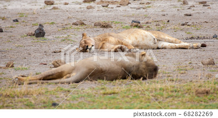 a couple of lions are sleeping, on safari in Kenya a couple of lions are sleeping, on safari in Kenya 68282269