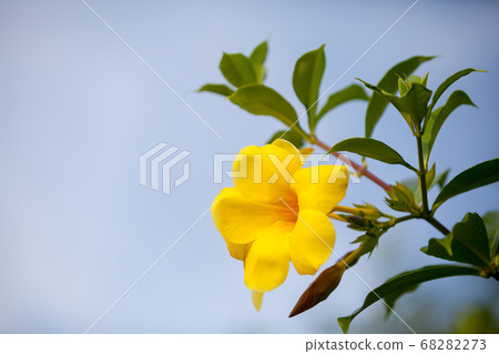 Local exotic flowers very colorfull and beautiful 68282273