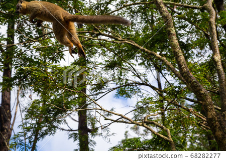 Lemurs in a rain forest on the trees, hopping from Lemurs in a rain forest on the trees, hopping from 68282277