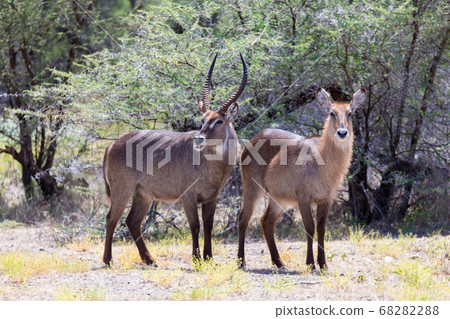 Antelope in the middle of the savannah of Kenya Antelope in the middle of the savannah of Kenya 68282288