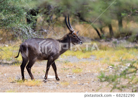 Antelope in the middle of the savannah of Kenya Antelope in the middle of the savannah of Kenya 68282290