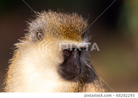 The portrait of a monkey in the savannah of Kenya The portrait of a monkey in the savannah of Kenya 68282293
