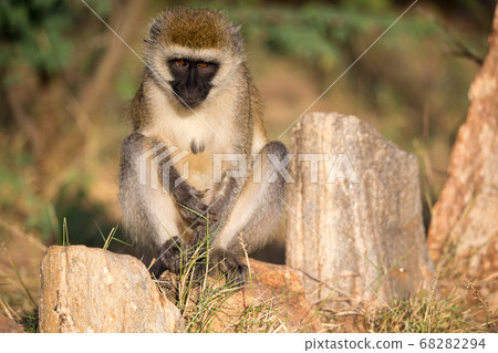 A monkey sits and looks around A monkey sits and looks around 68282294