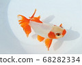 Goldfish   68282334