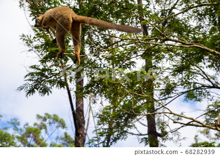 Lemurs in a rain forest on the trees, hopping from 68282939