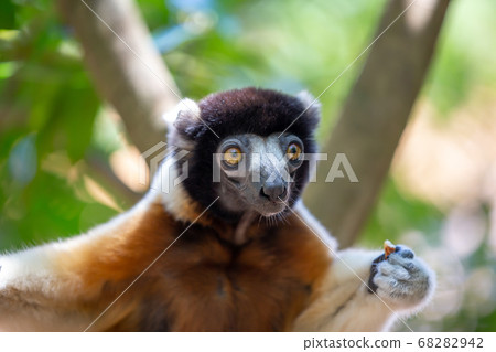 A Sifaka lemur that has made itself comfortable in 68282942