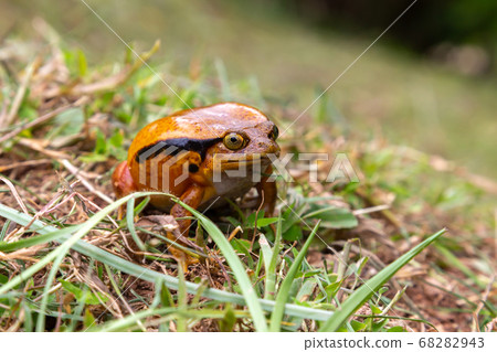 A large orange frog is sitting in the grass 68282943