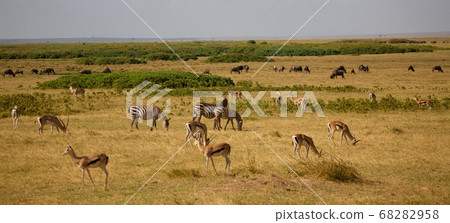 a lot of animals in the savannah in Kenya 68282958