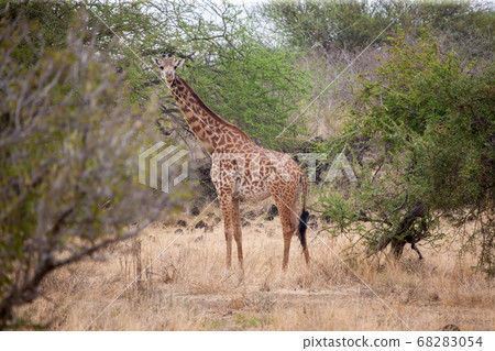 Giraffe standing in the trees and watching Giraffe standing in the trees and watching 68283054