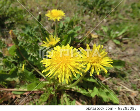 黃花蒲公英② 黃花蒲公英② 68283085