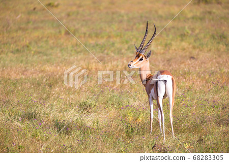 Native antelopes in the grasland of the Kenyan Native antelopes in the grasland of the Kenyan 68283305