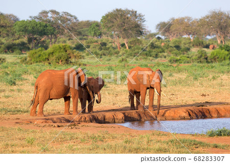 A family of red elephants at a water hole in the A family of red elephants at a water hole in the 68283307