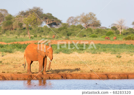 A family of red elephants at a water hole in the 68283320