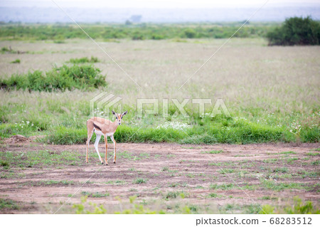 Thomsons gazelle in the grassland of Kenya with a 68283512