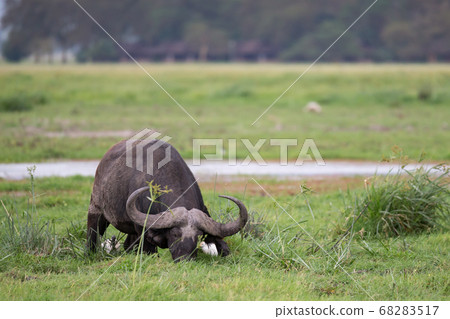 One big buffalo in the grassland of the savannah One big buffalo in the grassland of the savannah 68283517