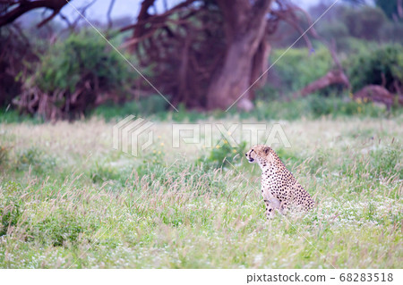 Cheetah in the grassland in the savannah of Kenya 68283518