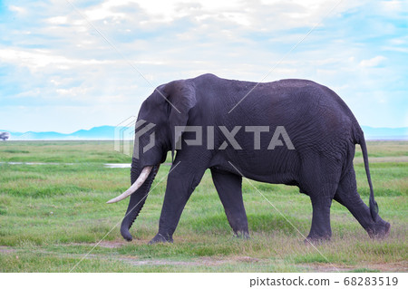 An elephant in the savannh of a national park An elephant in the savannh of a national park 68283519