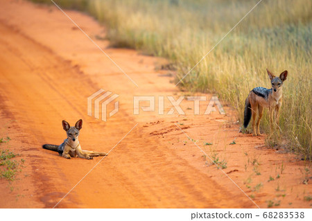 Jackal on the road are posing and watching Jackal on the road are posing and watching 68283538