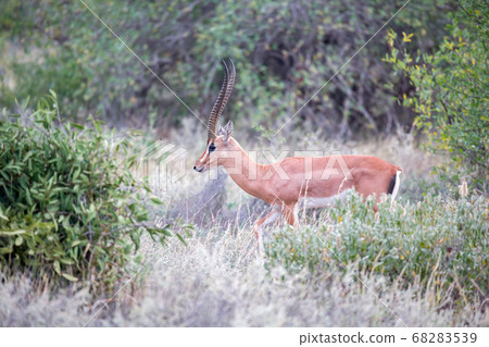 Grant Gazelle grazes in the vastness of the Kenyan Grant Gazelle grazes in the vastness of the Kenyan 68283539