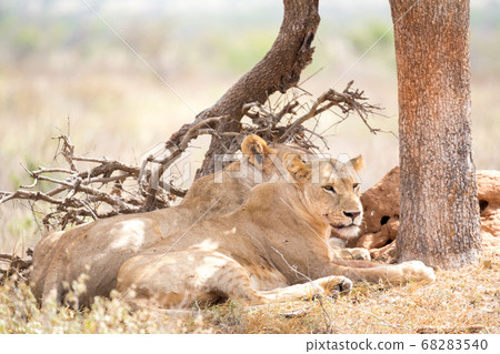 Two lions rest in the shade of a tree Two lions rest in the shade of a tree 68283540