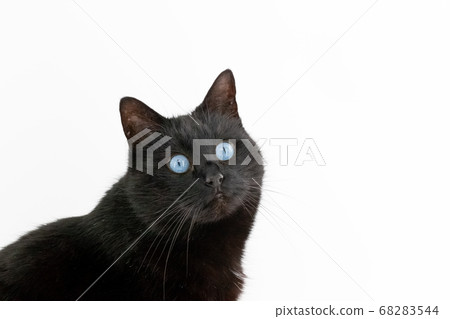 A beautiful black cat poses on a white background 68283544