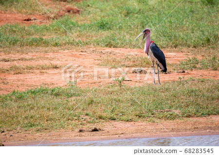 Marabu bird is standing in the near of waterhole 68283545
