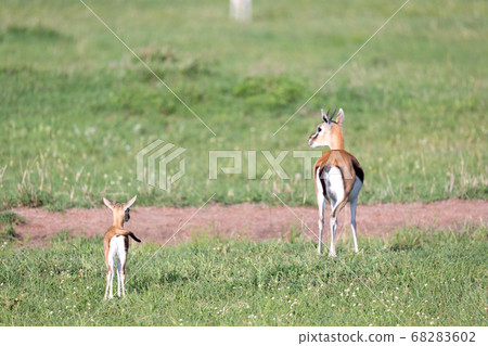 Thomson gazelles in the middle of a grassy 68283602