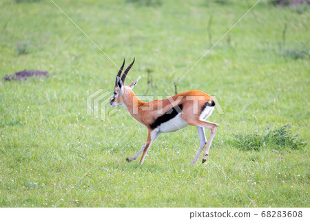 Thomson Gazelle in the Kenyan savannah amidst a Thomson Gazelle in the Kenyan savannah amidst a 68283608