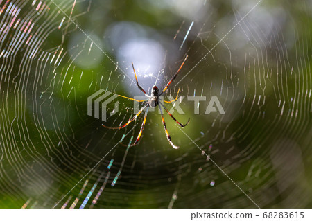 A native spider on its web in Madagascar A native spider on its web in Madagascar 68283615