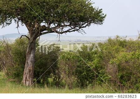 A leopard has settled comfortably between the A leopard has settled comfortably between the 68283623