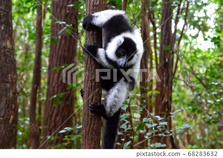 A black and white lemur sits on the branch of a A black and white lemur sits on the branch of a 68283632